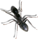 Picture of Carpenter Ant