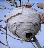 Picture of Nest