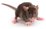Picture of Rodent!
