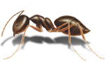 Odorous House Ants