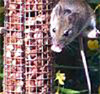 Flood watch and rats