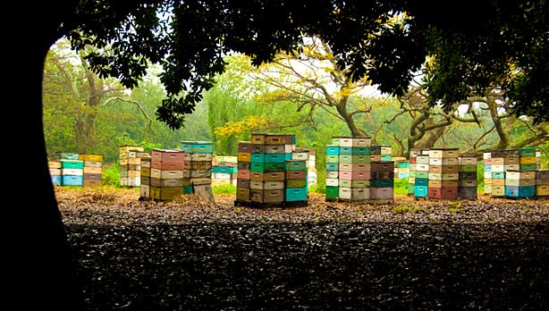 ...for the big nut farms of Hawai'i. It was wonderful! To be one with the trees and to see the bees, was a special treat. 