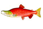 BUY COPPER RIVER!