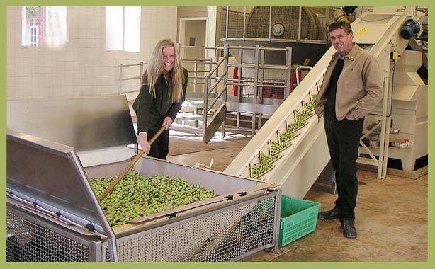 Buy Colline Olive Oil