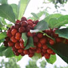 Fresh Sweet Cherries