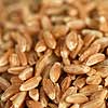 Farro (Emmer)