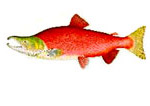 Copper River Salmon time is almost here!