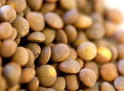 BUY PARDINA LENTILS