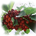 BUY FRESH CHERRIES