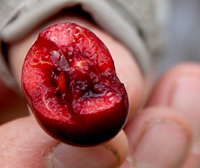 BUY FRESH CHERRIES