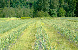 PICTURE: Garlic Fields
