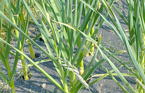 PICTURE: Leaves of the garlic before harvest