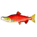 Whole Sockeye Salmon!