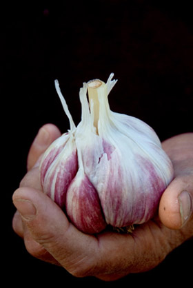 PICTURE: Anselmo Rose Garlic