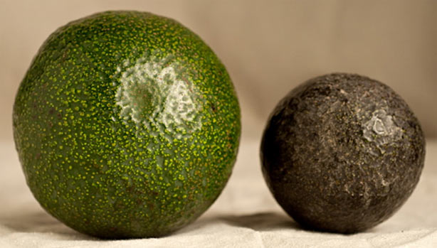PICTURE:  AVOCADOS!