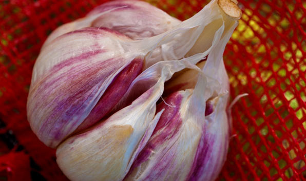 PICTURE:  GARLIC!