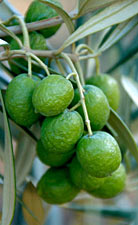 PICTURE:  Katz Green Olives