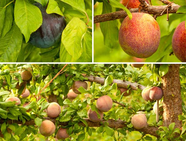 Plums and Apricots create the sweetest best of both - Pluot(R)
