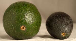 PICTURE: REED AVOCADOS
