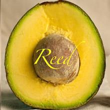 PICTURE: REED AVOCADOS