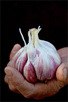 PICTURE: Anselmo's Organic Garlic 
