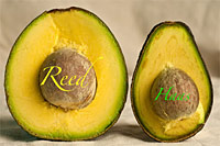 PICTURE: REED and HAAS AVOCADO