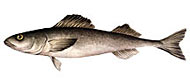 PICTURE: SABLEFISH