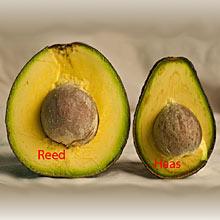 ORDER REED AVOCADOS TODAY!