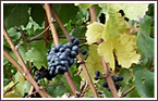 Lynn's 2008 Harvest Update