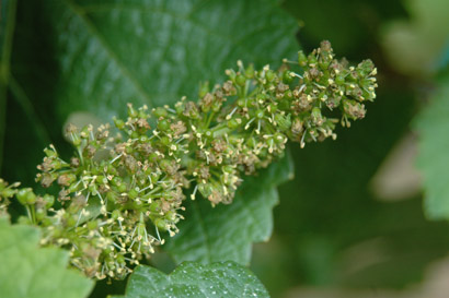 PICTURE: BLOOMING VINEYARD