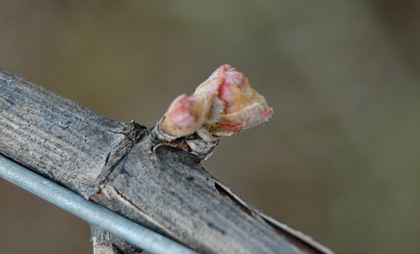 Bud breaking through...
